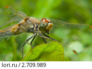 Стрекоза обыкновенная (Sympetrum vulgatum) Стоковое фото, фотограф Pukhov K / Фотобанк Лори
