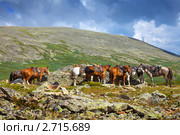 Лошади. Стоковое фото, фотограф Яков Филимонов / Фотобанк Лори