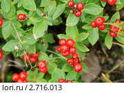 Шведский дёрен (Chamaepericlymenum suecicum) Стоковое фото, фотограф Валерия Попова / Фотобанк Лори