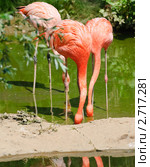 Фламинго (Phoenicopterus) с опущенными головами. Стоковое фото, фотограф Алёшина Оксана / Фотобанк Лори