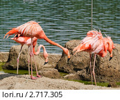Брачные игры фламинго (Phoenicopterus) Стоковое фото, фотограф Алёшина Оксана / Фотобанк Лори