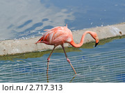 Фламинго (Phoenicopterus) Стоковое фото, фотограф Алёшина Оксана / Фотобанк Лори