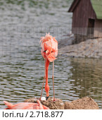 Фламинго (Phoenicopterus) поправляет яйцо в гнезде. Стоковое фото, фотограф Алёшина Оксана / Фотобанк Лори