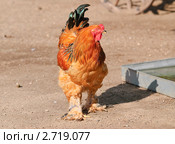 Петух на скотном дворе. Брама палевая. Стоковое фото, фотограф Алёшина Оксана / Фотобанк Лори