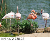Фламинго (Phoenicopterus) Стоковое фото, фотограф Алёшина Оксана / Фотобанк Лори