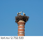 Гнездо аистов на заводской трубе. Стоковое фото, фотограф Юрий Синицын / Фотобанк Лори