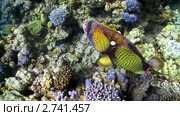 Синепёрый балистод  (Titan triggerfish) в Красном море. Стоковое видео, видеограф Discovod / Фотобанк Лори
