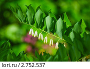 Купена, или соломонова печать (Polygonatum multiflorum), многоцветковая. Стоковое фото, фотограф Алёшина Оксана / Фотобанк Лори