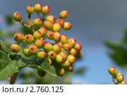 Созревающие ягоды калины на сине-голубом фоне (лат. Viburnum opulus) Стоковое фото, фотограф Щеголева Ольга / Фотобанк Лори