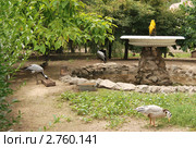 Птичник в природном заповеднике Аскания-Нова (2011 год). Редакционное фото, фотограф Инесса Гаварс / Фотобанк Лори
