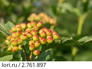Созревающие ягоды калины (лат. Viburnum opulus) Стоковое фото, фотограф Щеголева Ольга / Фотобанк Лори