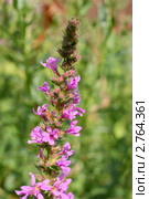 Дербенник иволистный (Плакун-трава, Lythrum salicaria L.). Верхушка цветущего растения. Стоковое фото, фотограф Щеголева Ольга / Фотобанк Лори