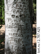 Изувеченное дерево (2011 год). Стоковое фото, фотограф Free Wind / Фотобанк Лори