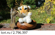 Бурундук (chipmunk): тигрёнок, подвинься! Стоковое видео, видеограф Частоколенко Борис Леонтьевич / Фотобанк Лори