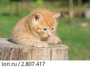 Рыжий котёнок. Стоковое фото, фотограф Геннадий Цагойко / Фотобанк Лори