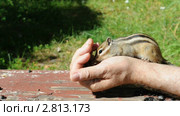 Настойчивый бурундук (chipmunk) добывает орешки. Стоковое видео, видеограф Частоколенко Борис Леонтьевич / Фотобанк Лори
