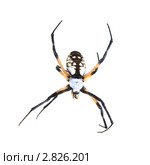 Аргиопа брюнниха, или паук-оса (паук-зебра)– лат. Argiope bruennichi. Стоковое фото, фотограф Ирина Кожемякина / Фотобанк Лори