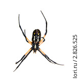 Аргиопа брюнниха, или паук-оса (паук-зебра)– лат. Argiope bruennichi. Стоковое фото, фотограф Ирина Кожемякина / Фотобанк Лори