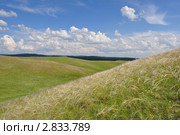 Ковыль. Стоковое фото, фотограф Алексей Сахаров / Фотобанк Лори