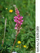 Эспарцет (Onobrychis arenaria) Стоковое фото, фотограф Анна Омельченко / Фотобанк Лори