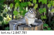 Бурундук (chipmunk) наводит порядок во рту. Стоковое видео, видеограф Частоколенко Борис Леонтьевич / Фотобанк Лори