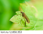 Ктырь (Asilidae) Стоковое фото, фотограф Алёшина Оксана / Фотобанк Лори