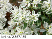 Молочай окаймленный, цветущее растение (Богатая невеста, Snow-on-the-mountain, Euphorbia marginata) Стоковое фото, фотограф Щеголева Ольга / Фотобанк Лори