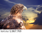 Белохвостый орлан на закате. Стоковое фото, фотограф Яков Филимонов / Фотобанк Лори