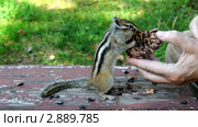 Бурундук (chipmunk) добывает орешки. Стоковое видео, видеограф Частоколенко Борис Леонтьевич / Фотобанк Лори