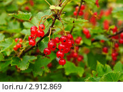 Красная смородина. (Ribes rubrum) Стоковое фото, фотограф Алёшина Оксана / Фотобанк Лори