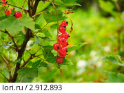 Красная смородина. (Ribes rubrum) Стоковое фото, фотограф Алёшина Оксана / Фотобанк Лори