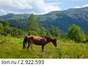 Лошади в горах. Алтай. Стоковое фото, фотограф Яков Филимонов / Фотобанк Лори
