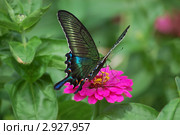 Парусник Маака ( Papilio Maackii ) на цветке циннии. Стоковое фото, фотограф Елена Семистенова / Фотобанк Лори