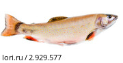 Коричневая форель, или Кумжа (Salmo trutta) Стоковое фото, фотограф Ирина Кожемякина / Фотобанк Лори