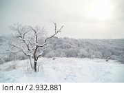 Зимний пейзаж с покрытыми инеем деревьями. Стоковое фото, фотограф Павел Вахрушев / Фотобанк Лори