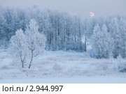 Зимний лес вечером. Стоковое фото, фотограф Елена Белозорова / Фотобанк Лори