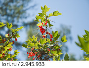 Красная смородина. (Ribes rubrum) Стоковое фото, фотограф Алёшина Оксана / Фотобанк Лори