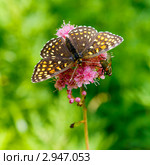 Бабочка шашечница диамина (Melitaea diamina), сидящая на цветке. Стоковое фото, фотограф Сергей Гусев / Фотобанк Лори