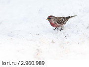 Чечетка, Acanthis flammea, Redpoll. Стоковое фото, фотограф Василий Вишневский / Фотобанк Лори