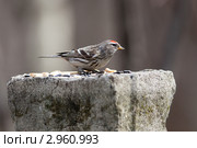 Чечетка, Acanthis flammea, Redpoll. Стоковое фото, фотограф Василий Вишневский / Фотобанк Лори