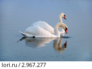 Два лебедя на водной глади. Стоковое фото, фотограф Олег Федоренко / Фотобанк Лори