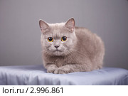 Красивая серая кошка Британской породы. Стоковое фото, фотограф Яна Королёва / Фотобанк Лори