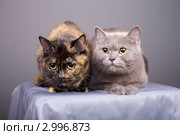 Кошки. Стоковое фото, фотограф Яна Королёва / Фотобанк Лори
