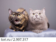 Две замечательные кошки. Стоковое фото, фотограф Яна Королёва / Фотобанк Лори