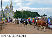 Монастырские коровы (2011 год). Редакционное фото, фотограф Елена Коромыслова / Фотобанк Лори