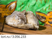 Геленджик. Сафари-парк. Пустынная лиса корсак (Vulpes corsac) спит (2011 год). Стоковое фото, фотограф Вячеслав Беляев / Фотобанк Лори