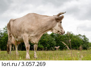 Корова пасется на летнем лугу около леса. Стоковое фото, фотограф Сергей Лешков / Фотобанк Лори