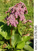 Цветущий бадан (лат. Bergenia) Стоковое фото, фотограф Щеголева Ольга / Фотобанк Лори