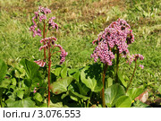 Цветущий бадан (лат. Bergenia) Стоковое фото, фотограф Щеголева Ольга / Фотобанк Лори
