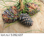 Шишки сибирского кедра, или сосны сибирской кедровой (Pinus sibirica) Стоковое фото, фотограф Заноза-Ру / Фотобанк Лори
